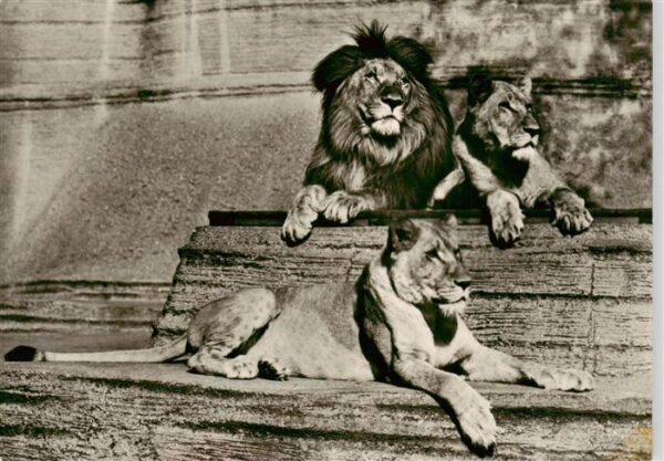 Loewe Lion-- Leipziger Zoo Gruppe