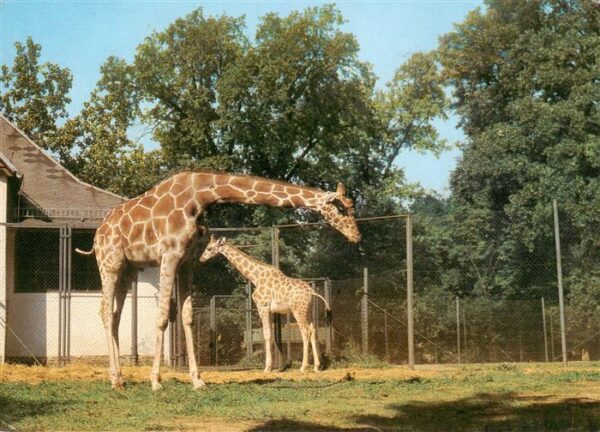 Giraffe Dresden