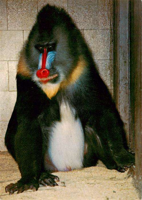 Zoo Gardin Zoologique-- Basel Mandrill