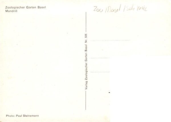 Zoo Gardin Zoologique-- Basel Mandrill – Bild 2