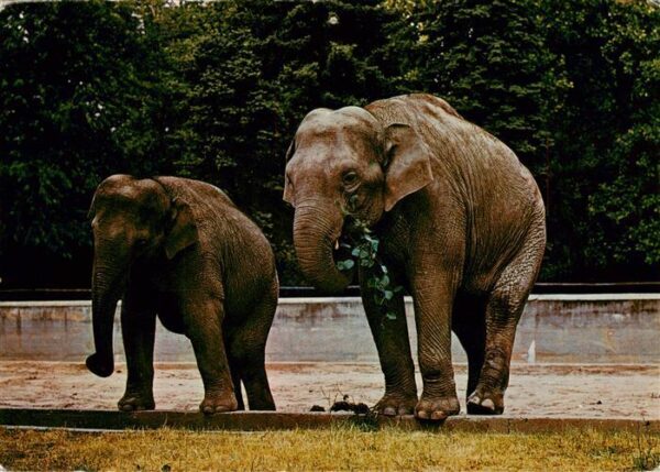 Elefant Heidelberg Rani Lakshmi Mysore Indien