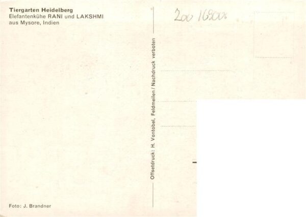 Elefant Heidelberg Rani Lakshmi Mysore Indien – Bild 2