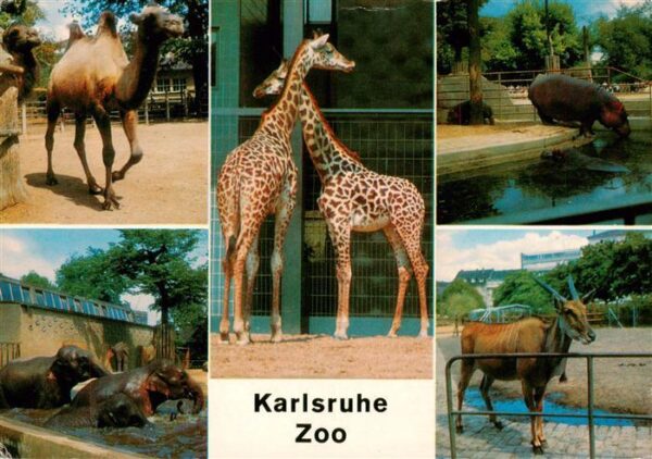 Zoo Gardin Zoologique-- Karlsruhe Flussfferd Elefantilope Kamel Elefanten Giraff