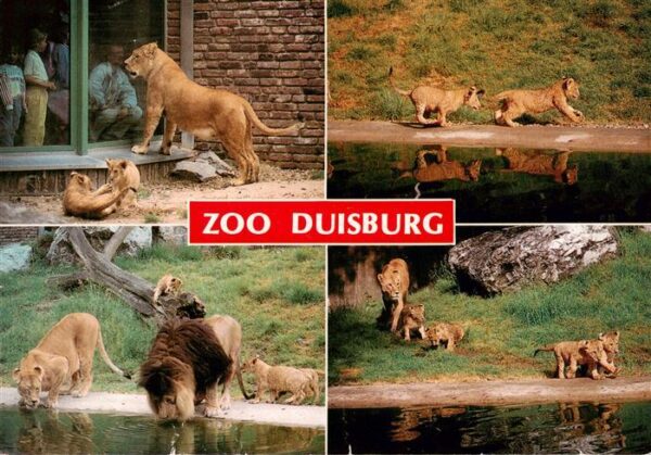 Loewe Lion-- Familie Duisburg