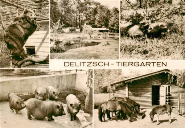 Zoo Gardin Zoologique-- Delitzsch Baer Poni Schwein
