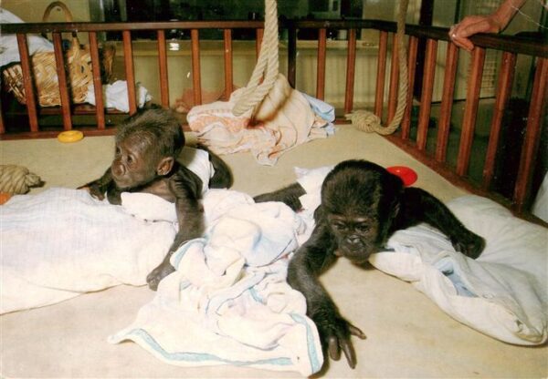 Affen Stuttgart Bad Cannstatt Baby Gorillas