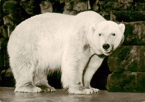 Eisbaer Icebear Ours Polaire Muenster Westf.
