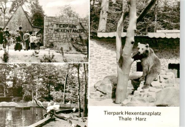 Zoo Gardin Zoologique-- Hexentanzplatz Thale Harz Baer