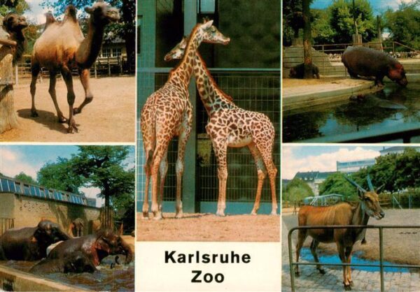 Zoo Gardin Zoologique-- Karlsruhe Kamel Elefant Giraffe Flusspferd