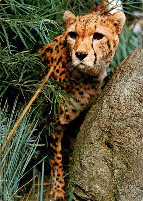 Zoo Gardin Zoologique-- Hannover Gepard