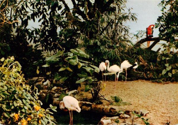 Zoo Gardin Zoologique-- Frankfurt a.M. Vogelhallen Ara Flamingos