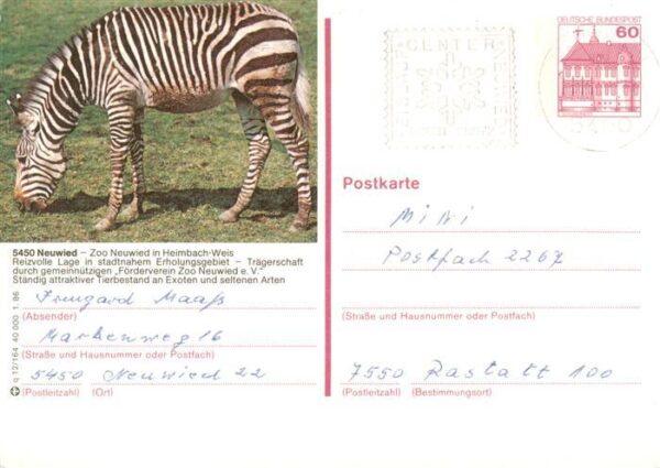 Zebra Neuwied