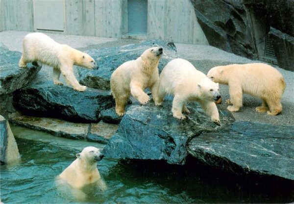 Eisbaer Icebear Ours Polaire Zoo Stuttgart Bad Cannstatt Wilhelma
