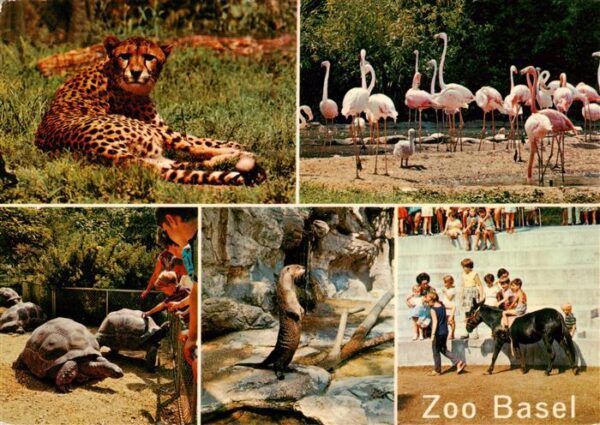 Zoo Gardin Zoologique-- Basel Gepard Flamingos Schildkroeten Fischotter Pony
