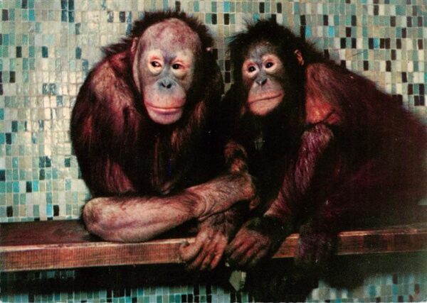 Zoo Gardin Zoologique-- Carl-Hagenbecks Hamburg-Stellingen Orang-Utan