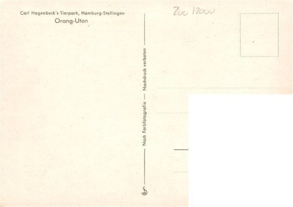 Zoo Gardin Zoologique-- Carl-Hagenbecks Hamburg-Stellingen Orang-Utan – Bild 2