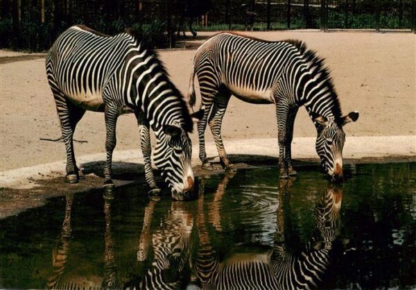 Zebra Wilhelma Stuttgart Bad Cannstatt