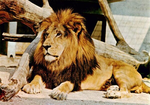 Loewe Lion-- Wilhelma Stuttgart Bad Cannstatt