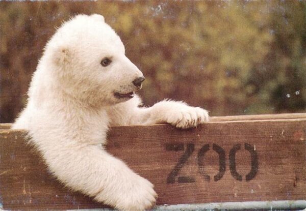 Eisbaer Icebear Ours Polaire Anton Mutter Silke Vater Willi