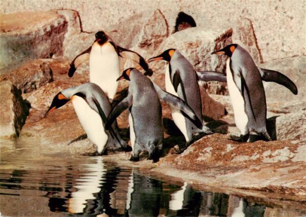Pinguin Berlin Koenigs