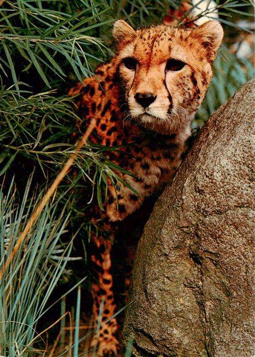 Zoo Gardin Zoologique-- Hannover Gepard