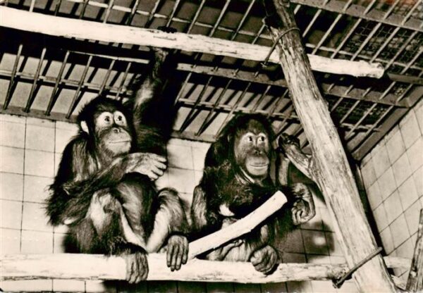 Zoo Gardin Zoologique-- Dresden Orang-Utan Buschi Suma