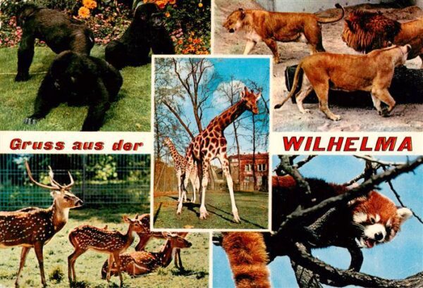 Zoo Gardin Zoologique-- Wilhelma Bad Connstatt Gorilla Loewe Axishirseh Giraffe