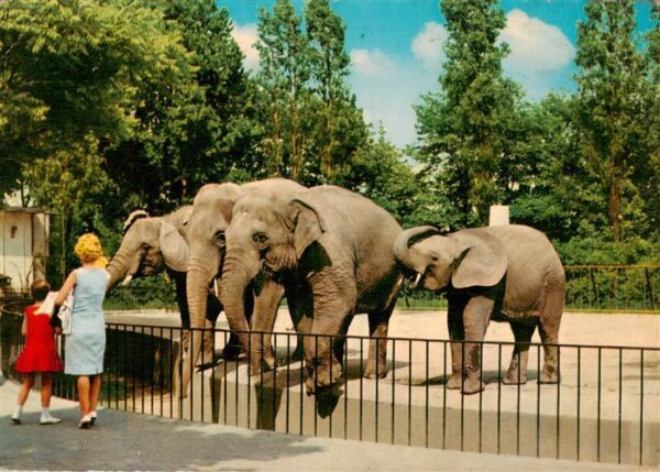 Elefant Tierpark Duisburg