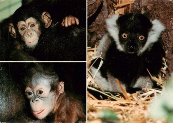 Zoo Gardin Zoologique-- Muenster Affenkinder Schimpansen Orang-Utan Vari