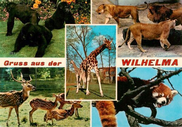Zoo Gardin Zoologique-- Wilhelma Bad Cannstatt Gorilla Loewe Axishirsche Kleine
