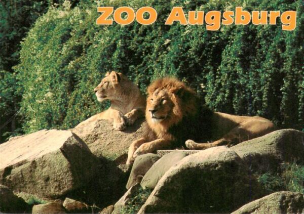 Loewe Lion-- Indische Zoo Augsburg