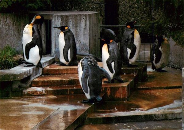 Pinguin Koenigs Stuttgart Bad Connstatt Wilhelma