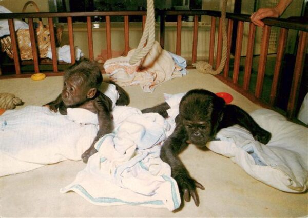 Zoo Gardin Zoologique-- Stuttgart Bad Connstatt Wilhelma Baby gorillas