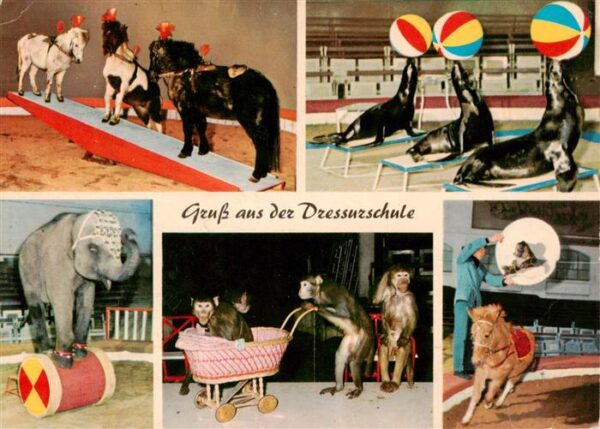 Zoo Gardin Zoologique-- CarlHagenbecks Hamburg-Stellingen Pony Affen Seehunde El