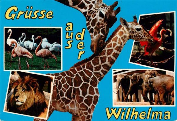 Zoo Gardin Zoologique-- Wilhelma Loewe Elefant Giraffe Flamingo