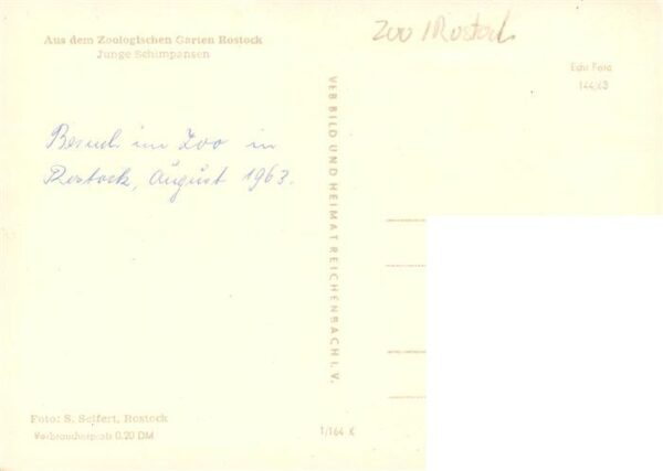 Zoo Gardin Zoologique-- Rostock Junge Schimpansen – Bild 2
