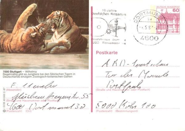 Tiger  Tigre-- Stuttgart Wilhelma