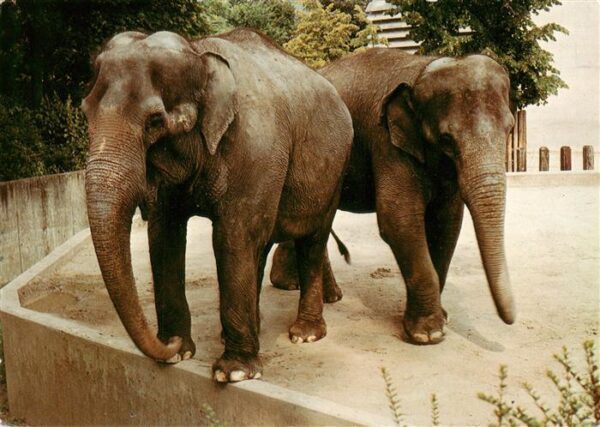 Elefant Stuttgart Bad Cannstatt Wilhelma