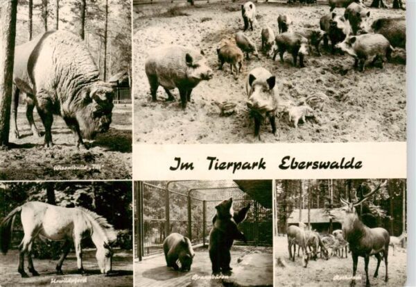 Zoo Gardin Zoologique-- Eberwalde Wiesenbulle pferd Baer Wildschwein