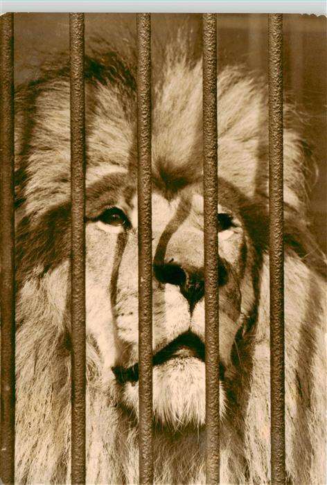 Loewe Lion-- Gitter