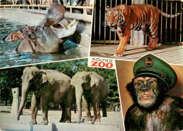 Zoo Gardin Zoologique-- Koeln am Rhein Nielpferd Koenigstieger Elefanten Schimpa