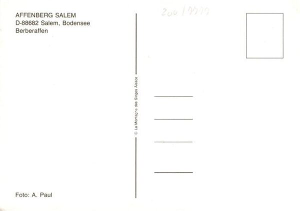 Affen Salem Bodensee Berberaffen – Bild 2