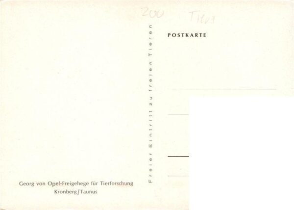 Giraffe Kronberg Taunus Georg von Opel-Freigehege Tierforschung – Bild 2