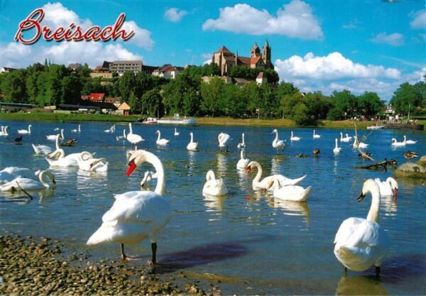 Breisach Rhein Schwaene am Rhein Blick zum St. Stephansmuenster
