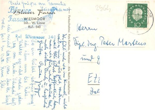 Wiesmoor Blauer Fasan – Bild 2