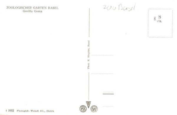 Zoo Gardin Zoologique-- Basel Gorillaa Goma – Bild 2