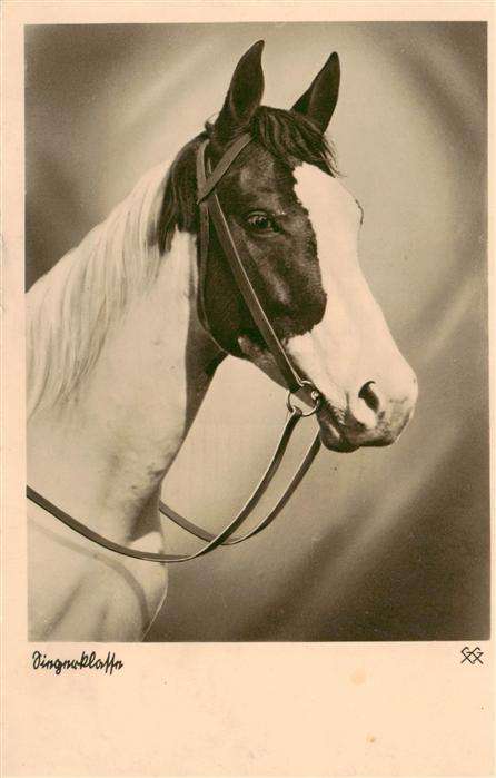 Pferde Horses Cheval