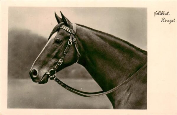 Foto NPG Nr. 1846 Pferd Vollblut-Hengst