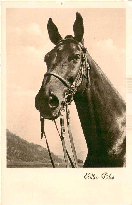 Foto Amag Nr. 67792/1 Pferd Edles Blut