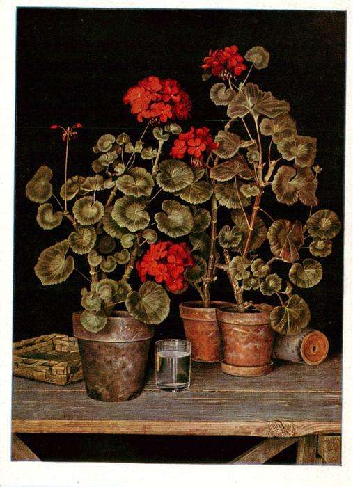 Haus der Deutschen Kunst Verlag HDK Nr. 273 Geranien Robert Knaus